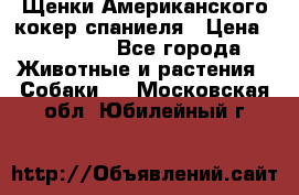 Щенки Американского кокер спаниеля › Цена ­ 15 000 - Все города Животные и растения » Собаки   . Московская обл.,Юбилейный г.